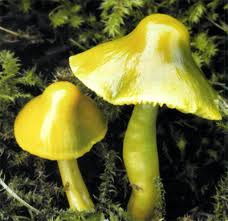 Условно съедобные грибы гигроцибе
